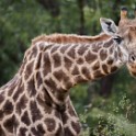 Kruger 778 come oggetto avanzato-1 copia